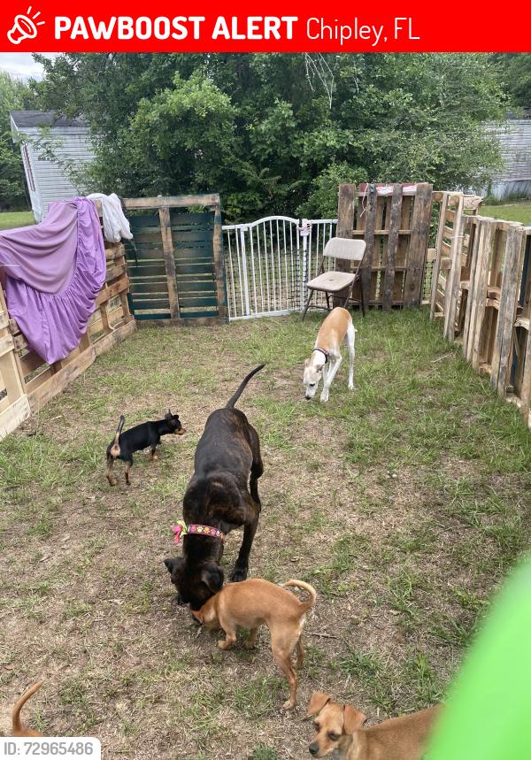 Lost Female Dog last seen Near Clayton rd Chipley fl , Chipley, FL 32428