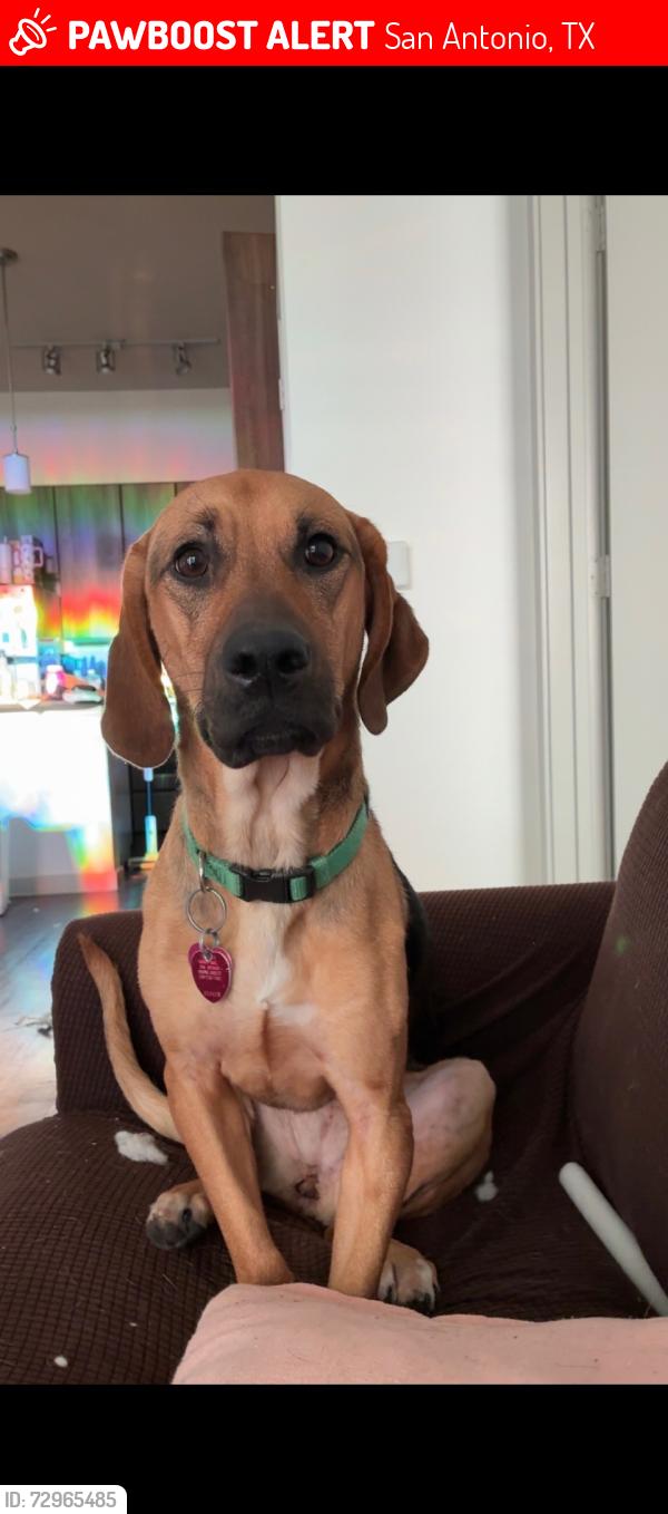 Lost Female Dog last seen Autumn Park pool and trail, San Antonio, TX 78249