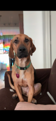 Lost Female Dog last seen Autumn Park pool and trail, San Antonio, TX 78249