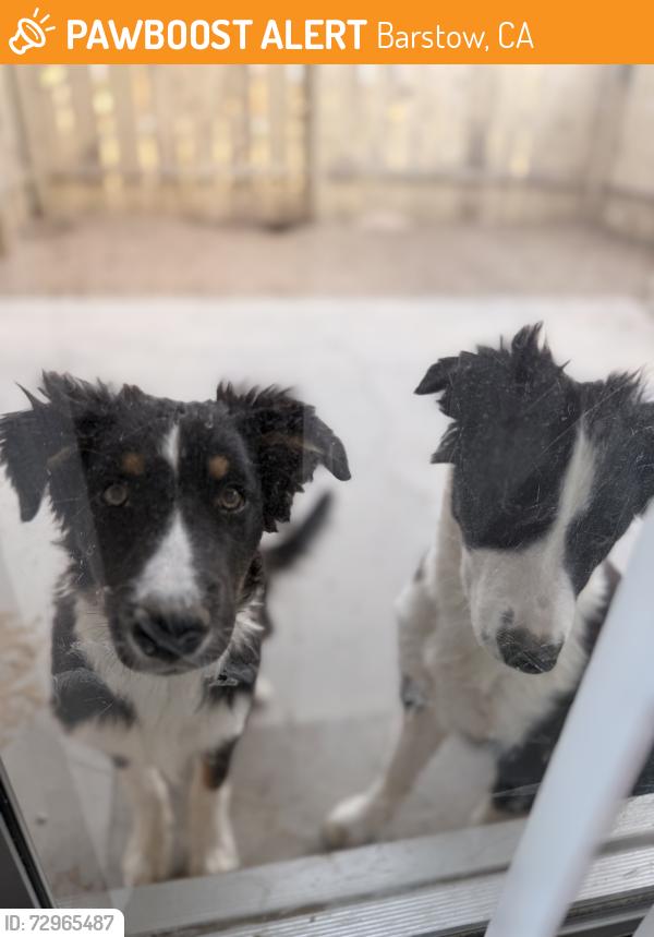 Found/Stray Male Dog last seen California, Barstow, CA 92311