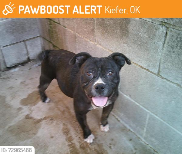 Found/Stray Female Dog last seen KIEFER, Kiefer, OK 74041