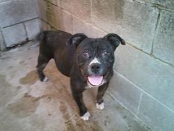 Found/Stray Female Dog last seen KIEFER, Kiefer, OK 74041