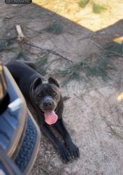 Lost Female Dog last seen Fawn Rd, Fawn Rd E, GA 31029