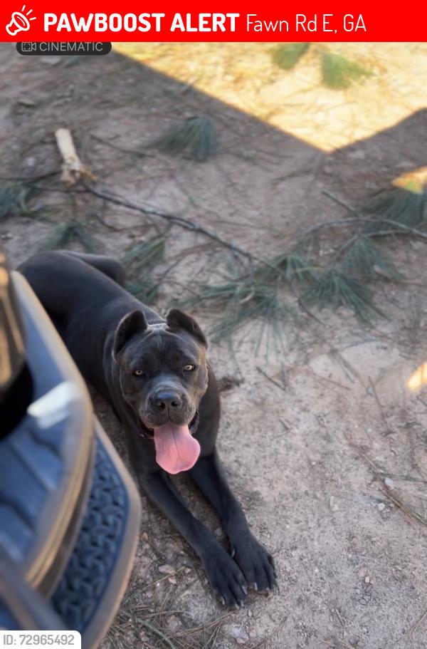 Lost Female Dog last seen Fawn Rd, Fawn Rd E, GA 31029