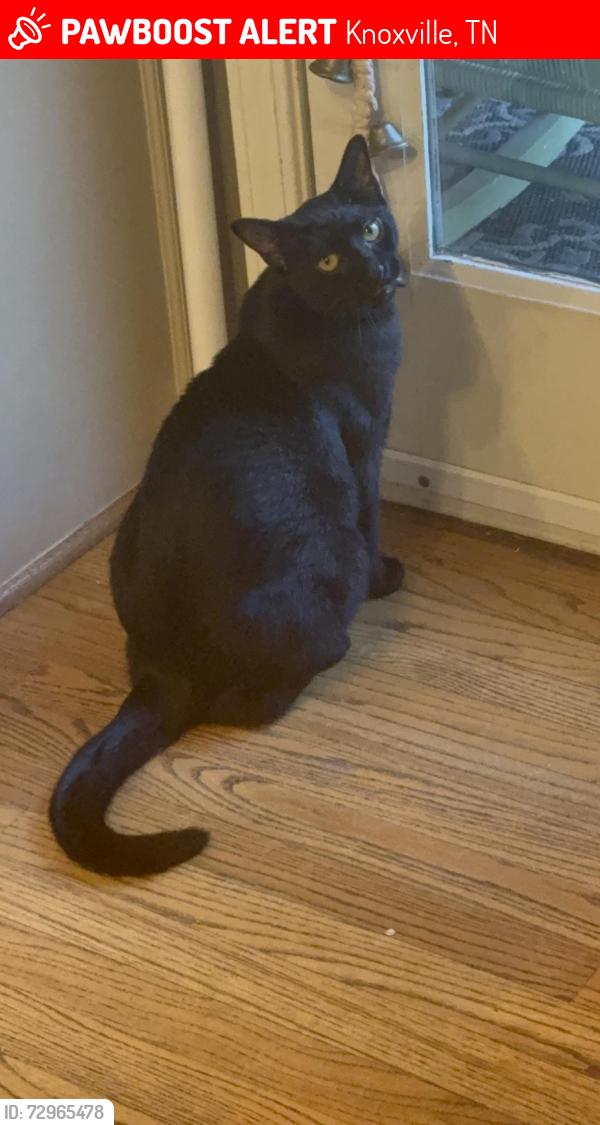 Lost Male Cat last seen Crenshaw Rd, Knoxville, TN 37920