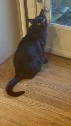 Lost Male Cat last seen Crenshaw Rd, Knoxville, TN 37920