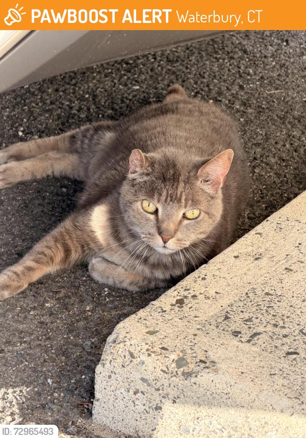 Found/Stray Unknown Cat last seen Stonefield dr , Waterbury, CT 06705