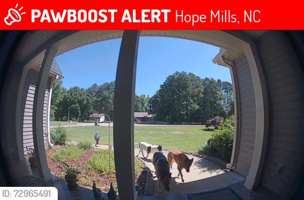 Lost Female Dog last seen Chicken ft & cora dr, Hope Mills, NC 28348