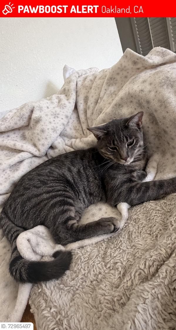 Lost Male Cat last seen 10th and wood, Oakland, CA 94607