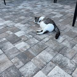 Lost Female Cat last seen US HWY 41, Apollo Beach, FL 33572