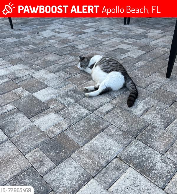 Lost Female Cat last seen US HWY 41, Apollo Beach, FL 33572