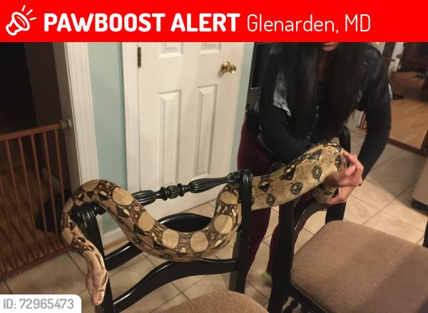Lost Female Reptile last seen Glenarden parkway , Glenarden, MD 20706