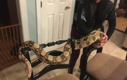 Lost Female Reptile last seen Glenarden parkway , Glenarden, MD 20706