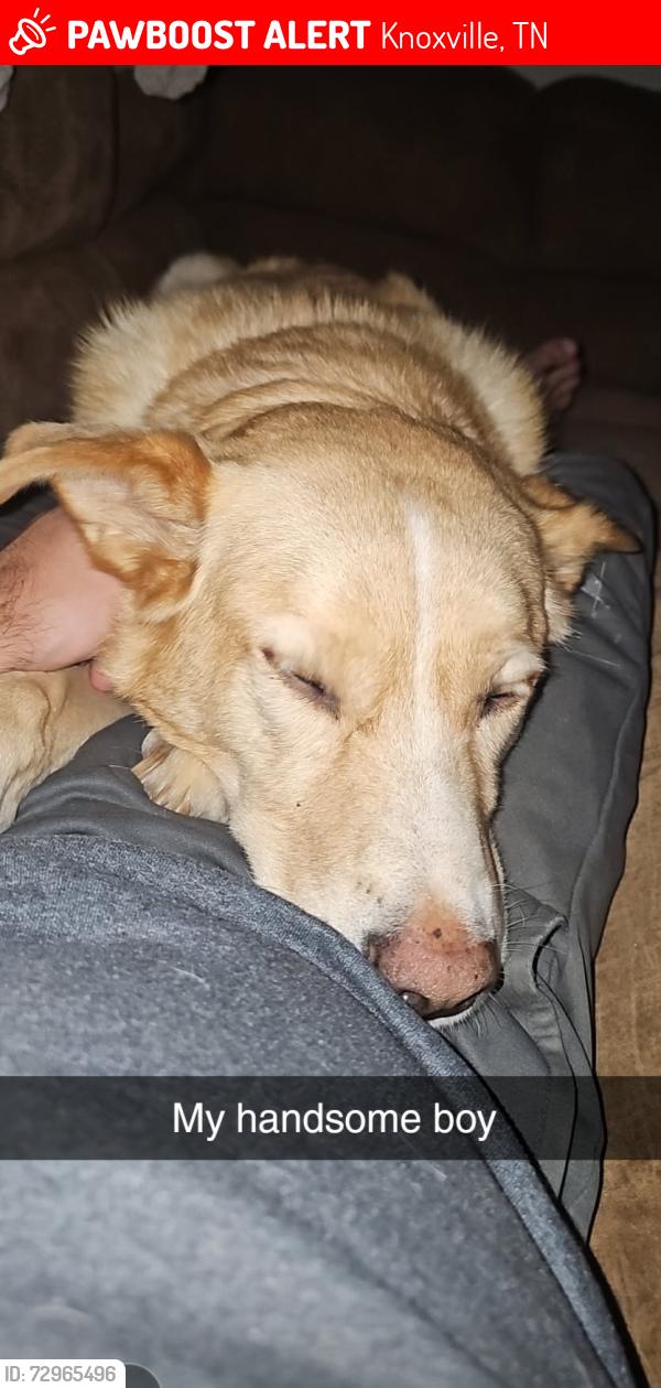Lost Male Dog last seen Dogwood Cove, Knoxville TN, Knoxville, TN 37919