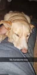 Lost Male Dog last seen Dogwood Cove, Knoxville TN, Knoxville, TN 37919