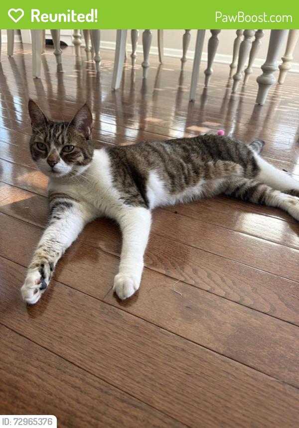 Reunited Male Cat last seen Highland ests / North Hills , Ross Township, PA 15229