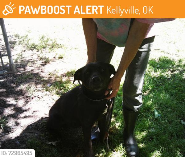 Found/Stray Female Dog last seen HWY 66  CONVENIENCE STORE, Kellyville, OK 74039