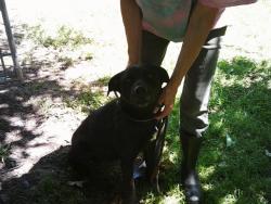 Found/Stray Female Dog last seen HWY 66  CONVENIENCE STORE, Kellyville, OK 74039