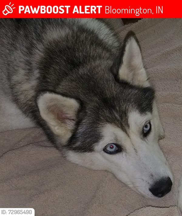 Lost Female Dog last seen Lost Mans Ln & Arlington Rd, Bloomington, IN 47404