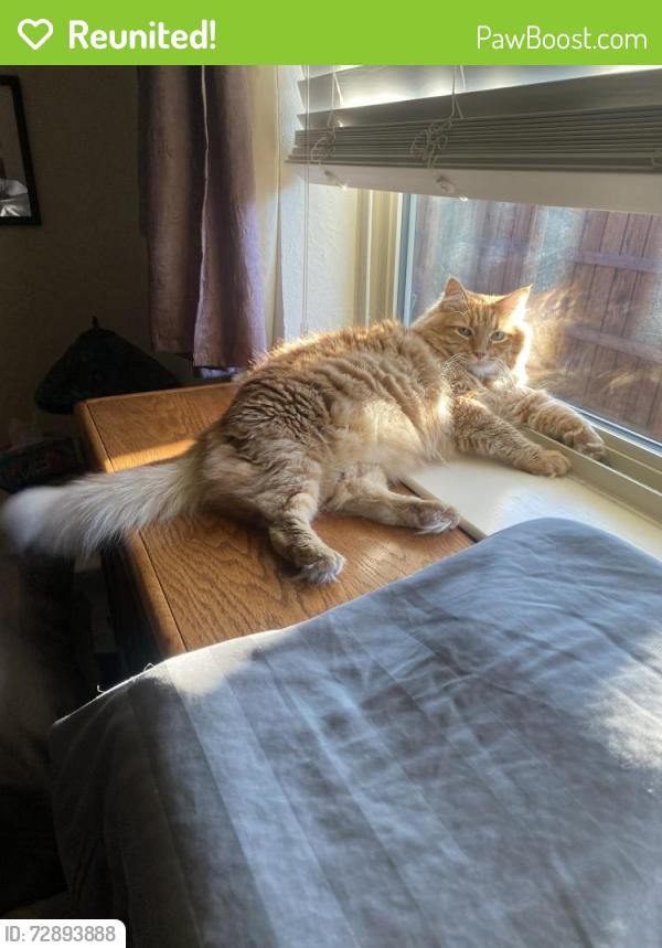 Reunited Male Cat last seen Oak Hill / Colonel, Garland, TX 75043
