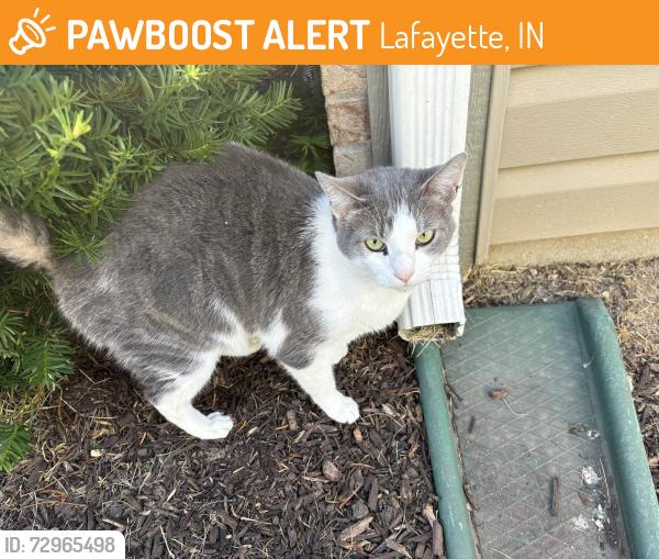 Found/Stray Female Cat last seen S 550 E, Lafayette, IN 47905