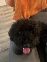 Reunited Male Dog last seen Daemon Street, Port St. Lucie, FL 34953
