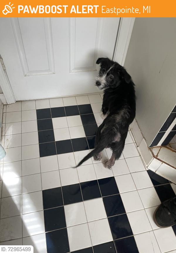 Found/Stray Male Dog last seen Gratiot Ave and Couzens Ave, Eastpointe, MI 48021