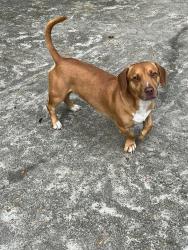 Lost Male Dog last seen Willow point rd, Florence County, SC 29541