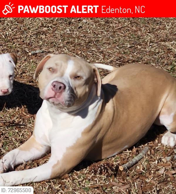 Lost Female Dog last seen Highway 32, Edenton, NC 27932