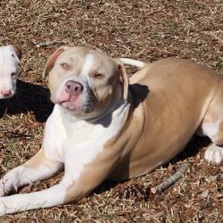 Lost Female Dog last seen Highway 32, Edenton, NC 27932