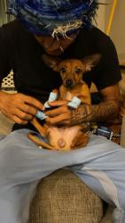 Lost Male Dog last seen 52nd st and Van Buren, Phoenix, AZ 85008