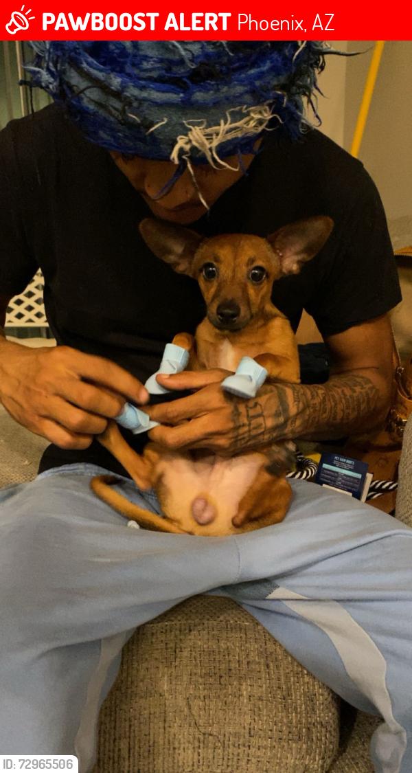 Lost Male Dog last seen 52nd st and Van Buren, Phoenix, AZ 85008
