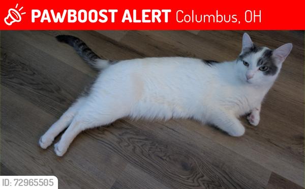 Lost Male Cat last seen Greenwich, Columbus, OH 43211