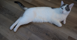 Lost Male Cat last seen Greenwich, Columbus, OH 43211