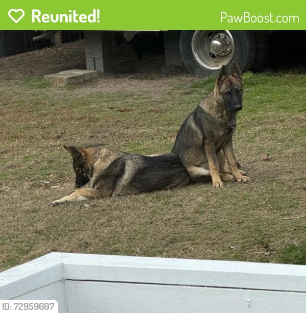 Reunited Female Dog last seen Near Sanders Rd, Willow Spring, NC 27592, USA, Willow Spring, NC 27592