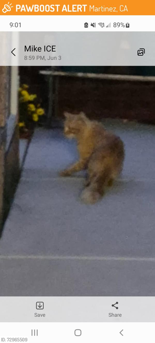 Found/Stray Unknown Cat last seen Rita Drive , Martinez, CA 94553