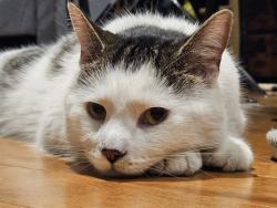 Reunited Male Cat last seen Parking Lot Earl Bales Park Trails, Toronto, ON M3H