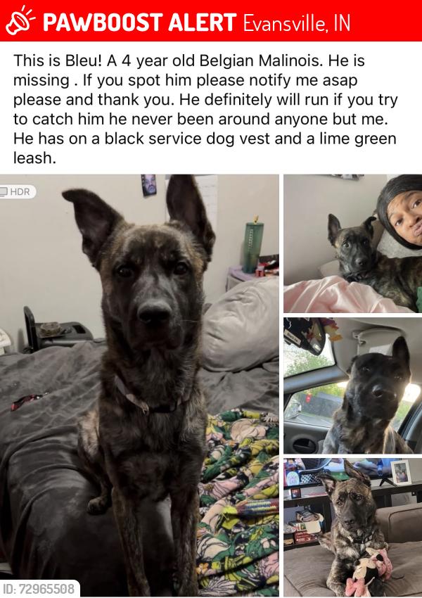 Lost Male Dog last seen Washington ave/ st James , Evansville, IN 47714