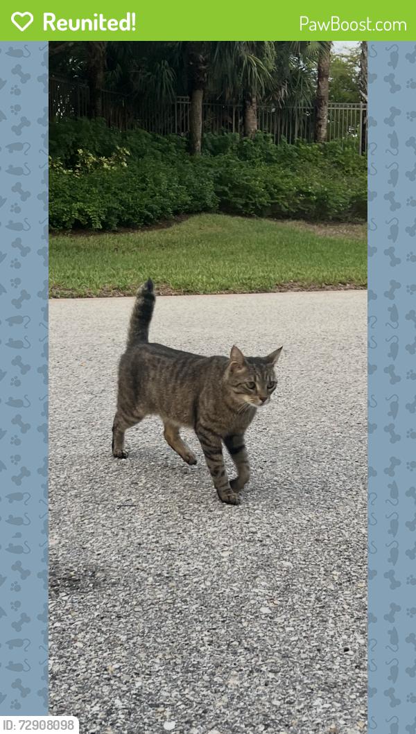 Reunited Unknown Cat last seen Cat was found roaming around outside our townhouse in Shadow Wood Preserve in Fort Myers, FL, Fort Myers, FL 33908