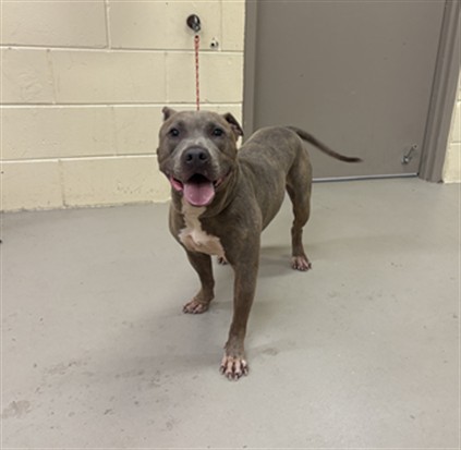 Shelter Stray Male Dog last seen MONARCH APT/CB, Sanford, FL 32773