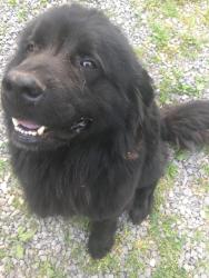 Lost Male Dog last seen Poterfield highway, Abingdon, VA 24210