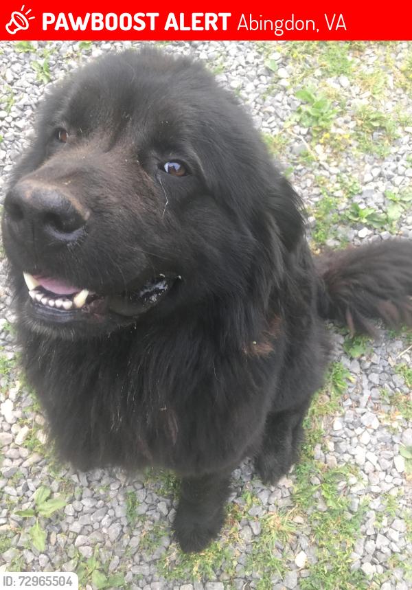 Lost Male Dog last seen Poterfield highway, Abingdon, VA 24210
