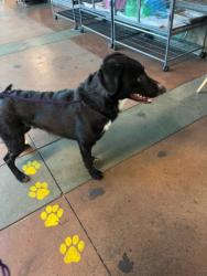 Shelter Stray Male Dog last seen , Los Angeles, CA 91405