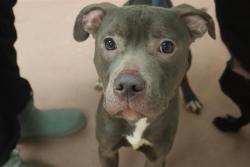 Shelter Stray Male Dog last seen Near BLOCK STONERIDGE, Columbia, SC 29209