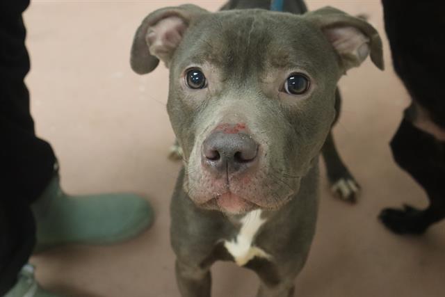 Shelter Stray Male Dog last seen Near BLOCK STONERIDGE, Columbia, SC 29209