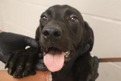 Shelter Stray Male Dog last seen Near BLOCK STONERIDGE, Columbia, SC 29209