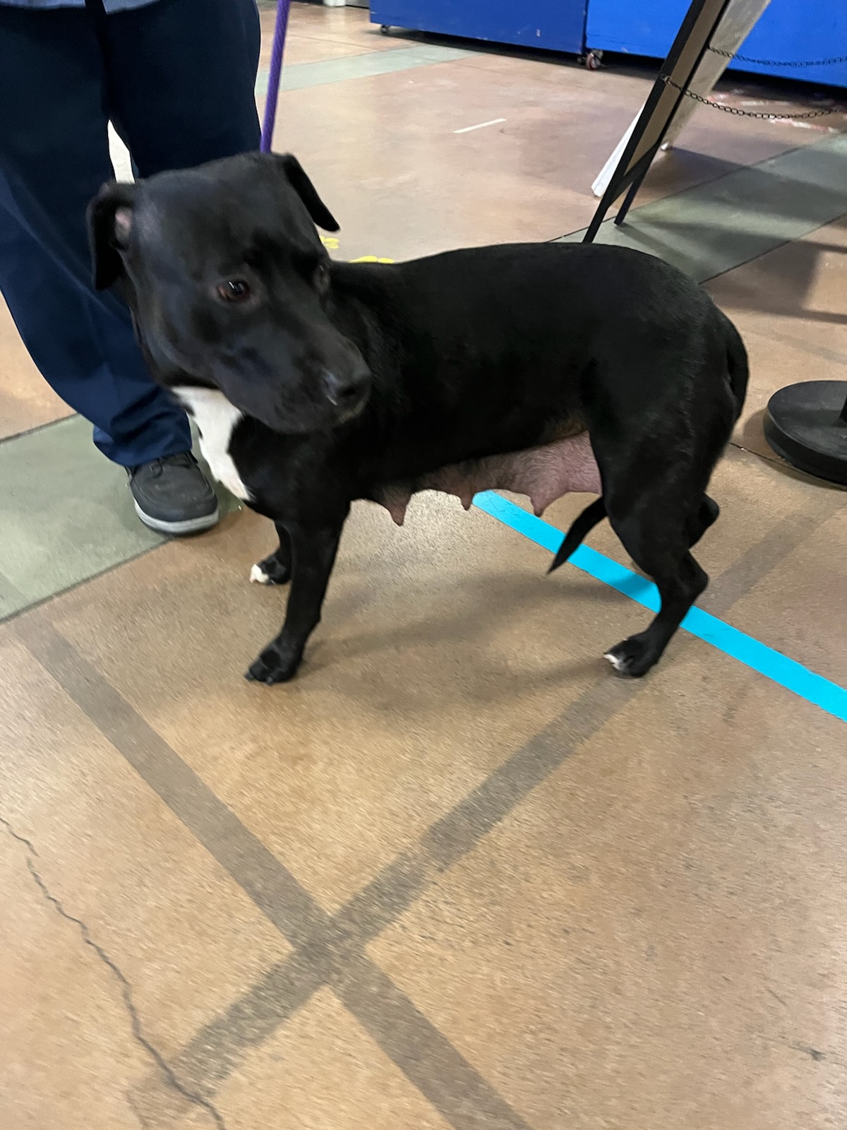 Shelter Stray Female Dog last seen , Los Angeles, CA 91405
