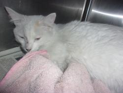 Shelter Stray Unknown Cat last seen , Los Angeles, CA 91405