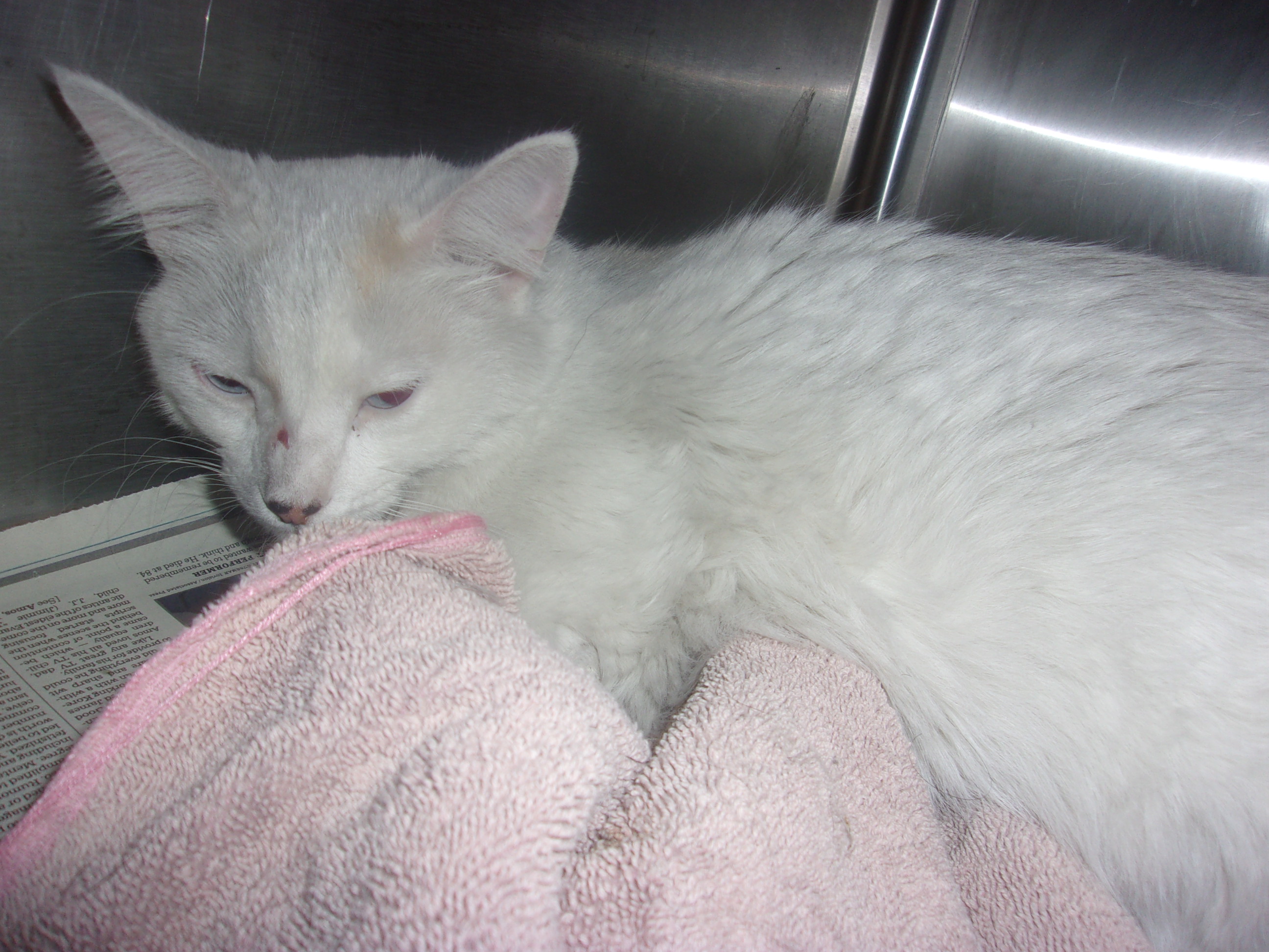 Shelter Stray Unknown Cat last seen , Los Angeles, CA 91405