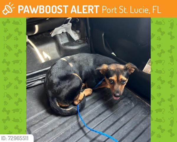 Found/Stray Female Dog last seen Port St. Lucie, Port St. Lucie, FL 34986